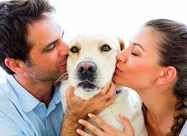 Guarda de animais: Como deve ser decidida?