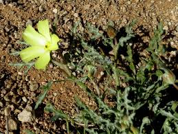 Image result for Grielum