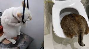 Kumpulan kucing lucu, gemesin, gemoy | video tik tok kucing lucu viral terbaru 2020 jangan lupa subscribe chanel ini. Kucing Lucu 2020 Video Kucing Paling Lucu Dan Gemesin Bikin Ketawa Ngakak Kucing Paling Imut Youtube