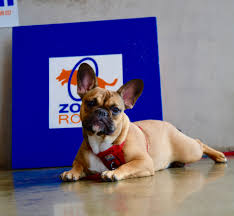 All of our french bulldog puppies are bred for health, temperament and personality and are raised underfoot in our home. This Little Frenchie Is A Ball Of Fire Belmont Zoom Room Dog Training