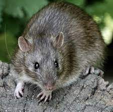 Rats cannot stand the smell of peppermint. How To Get Rid Of Rats In The Home Expert Tips