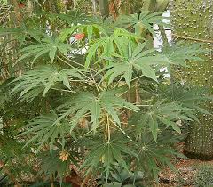 Image result for Jatropha multifida