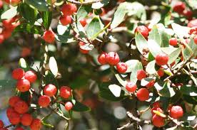 Image result for Olinia rochetiana