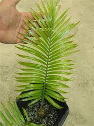 Image result for Encephalartos umbeluziensis