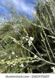 Image result for Gomphostigma