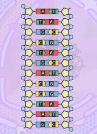 27 students verified as accurate: Activity A Build A Dna Molecule Pdf Free Download
