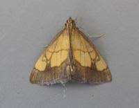 Image result for Evergestis limbata