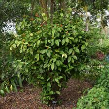 Image result for Justicia phyllostachys