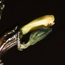 Image result for Gastrodia rwandensis