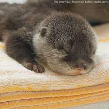 Baby Otter Sleeping Cute Baby Animals Cute Animals Baby Otters