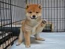 Shiba Inu Puppies for Sale - Next Day Pets