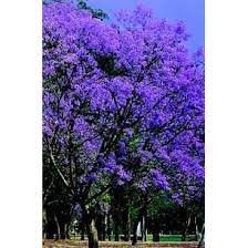 250 Sementes P Mudas Jacaranda Mimoso Arvore Flor Azul Shopee Brasil