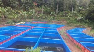 Jual Kolam Terpal Kotak Bulat Gratis Panduan Budidaya