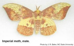 Just found my first imperial moth caterpillar!!! Imperial Moth Nc State Extension Publications