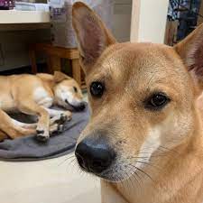 靚仔草和熟睡中的小花自拍一張 cousinscatsndogs 小花草小 animal animallove doglovers doglove 唐狗 唐狗也是寶 領養不棄養 狗 汪 毛孩 毛小孩 h dogo dogs labrador retriever labrador