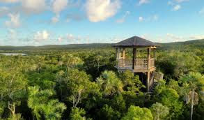 Image result for Buchnera libenii