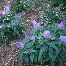 Maybe you would like to learn more about one of these? Pugster Amethyst Butterfly Bush Buddleia X Proven Winners