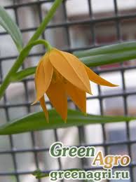 Image result for Littonia modesta