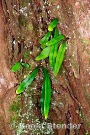 Image result for Lepisorus