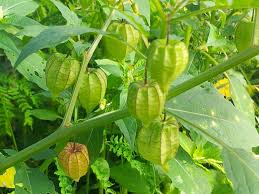 Selamat mlm para steemania yang selalu hadir menemani ini ada sedikit cerita tentang buah letup kelambu dalam istilah… Karya Ku Paridah Ishak Pokok Letup Kelambu
