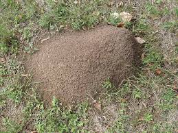 By betsy jabscleaning garden health. Why Home Remedies For Fire Ants Don T Work And What Does