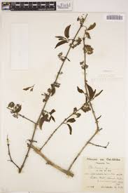 Image result for Lasianthus kilimandscharicus