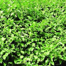 Image result for Phytolacca dodecandra