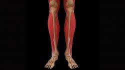 When you stand or walk, all the weight of your upper body rests on them. Human Leg 3d Models Stlfinder