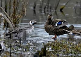ID help, please? Bremerton, WA, November 17. (Uploading all my photo from  my camera. Sorry it's kind of late post