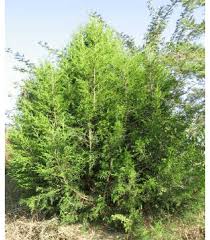 Image result for Juniperus procera