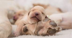 We did not find results for: How Do I Feed A Newborn Puppy That Won T Nurse Petcoach