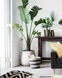 A bit of green makes life better. Beautiful Plant Perfect For A Cozy Indoor Space Decor Home Decor Decor Inspiration