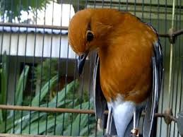  Cara Mengatasi Burung Anis Merah Ngedrop Paling Tepat Burung Gambar Burung Sangkar Burung