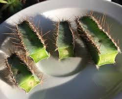If you are rooting indoors, your cactus cutting can probably get away without being staked. Had To Cut These Because They Were Getting Root Rot Any Tips On How I Should Propagate Them I Don T Know The Species Cactus