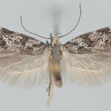 Image result for Altenia scriptella