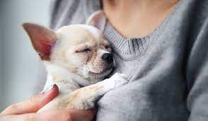 Cuanto Viven Los Chihuahuas Te Lo Decimos Si Quieres Saberlo