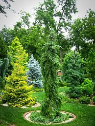 We did not find results for: Bruns Weeping Serbian Spruce For Sale Online The Tree Center