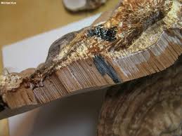 Image result for Ganoderma applanatum