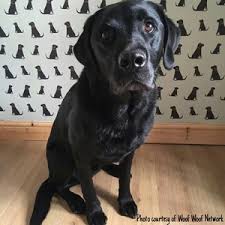 Check out our wallpaper black and white selection for the very best in unique or custom, handmade pieces from our wallpaper shops. Black Labrador Wallpaper 35 00 Mischievous Mutts Wallpaper Sweet William Home Of The Mischievous Mutts