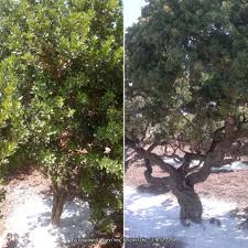 Τανατσετο ἤ αθανασια ἤ καρυοφυλλι: Dendrwdh 8amnwdh Mikroterhs Oikonomikhs Shmasias To Mastixodentro H Sxinos Xioy Pistacia Lentiscus Var Chia L Farmacon Novagreen A E