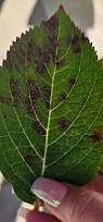 Image result for Cercospora hydrangea