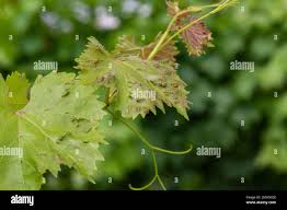 Image result for Colomerus vitis