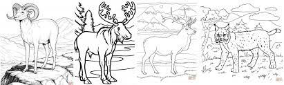 Primary, secondary, and tertiary colors. Estes Park Wildlife Coloring Pages