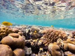 The red sea sailfin tang has more dots at the base of the body and more pronounced white spots covering the front third of the body. Red Sea Sailfin Tang Fish On Coral Garden In Red Sea Egypt Stock Photo C Artush 8347423 Stockfresh