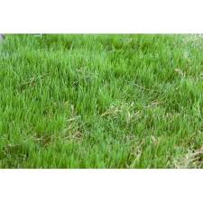 Menjual jenis rumput jepang di kediri. Jual Bibit Benih Biji Rumput Taman Bermuda Grass Isi 4 Gram Jakarta Selatan Bibit Tanaman Online Tokopedia