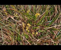 Image result for Microcharis