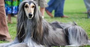 Going Gray Lucky You Afghan Hound Hound Dog Dog Breeds
