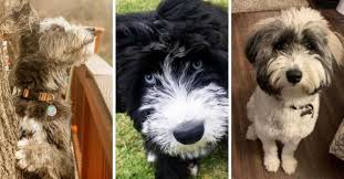 A guide to the golden retriever poodle mix. Goldendoodle Breed Info Golden Retriever Poodle Mix