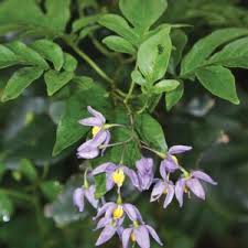 Image result for Solanum seaforthianum