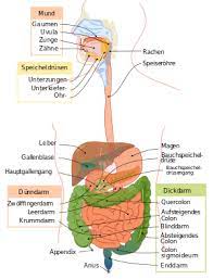 In the anatomy of humans and homologous primates, the ascending colon is the part of the colon located between the cecum and the transverse colon. Colon Wikipedia